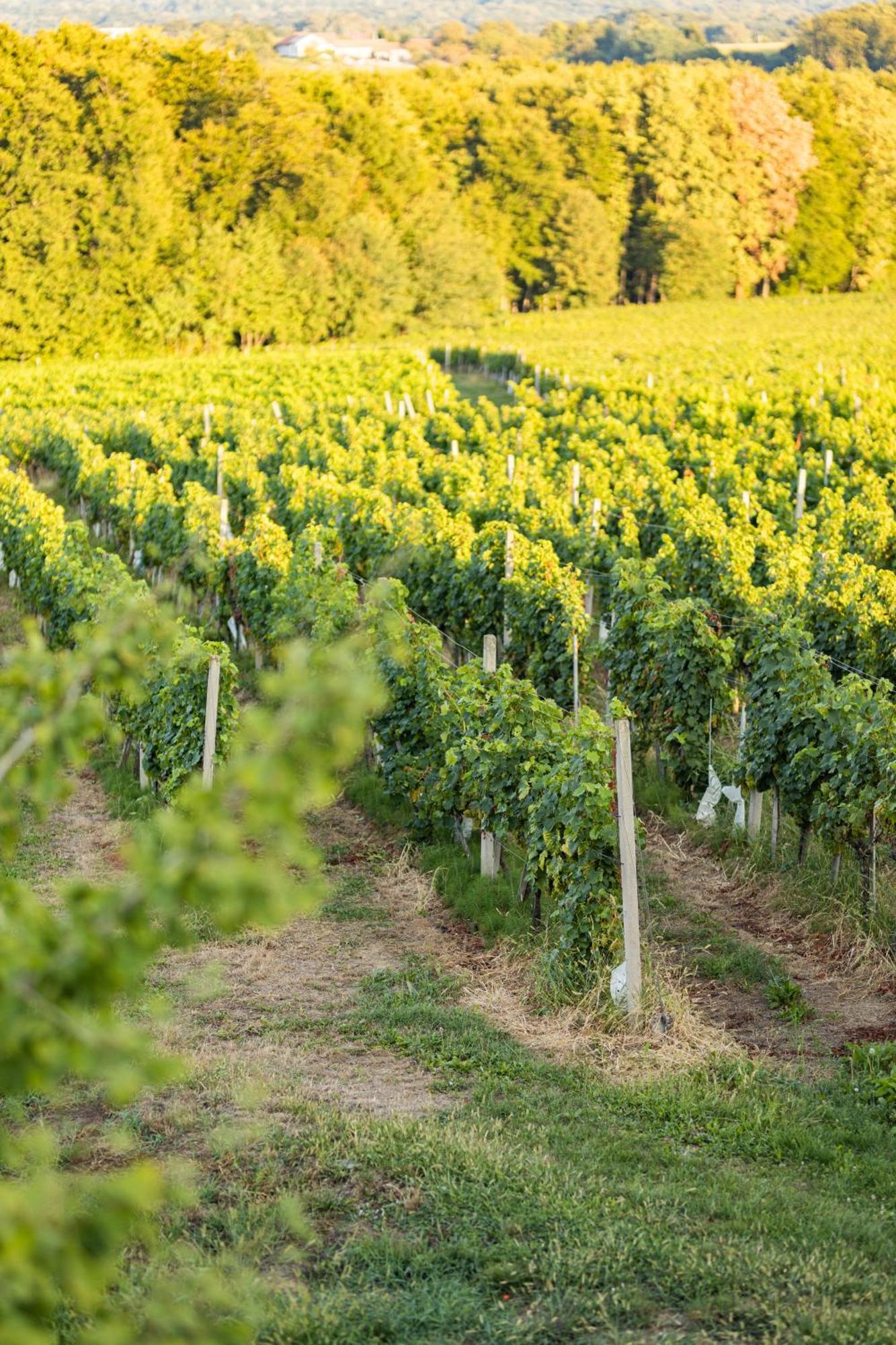 Wine Residence Kerman Strigova Buitenkant foto